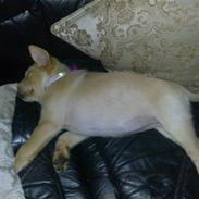 Blanding af racer Bailey