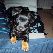 Lancashire heeler Billy-Bob