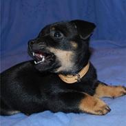 Lancashire heeler Billy-Bob