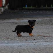 Lancashire heeler Billy-Bob
