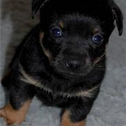 Lancashire heeler Billy-Bob