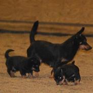 Lancashire heeler Billy-Bob