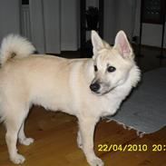 Norsk buhund Kenzo