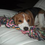 Beagle Bailey