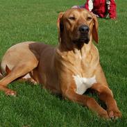 Rhodesian ridgeback Sasso