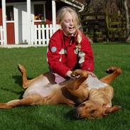 Rhodesian ridgeback Sasso