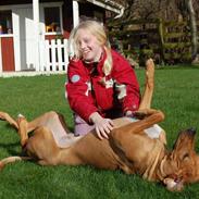 Rhodesian ridgeback Sasso