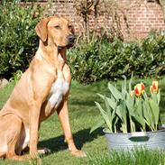 Rhodesian ridgeback Sasso