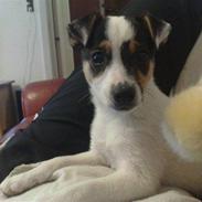 Jack russell terrier Junior 