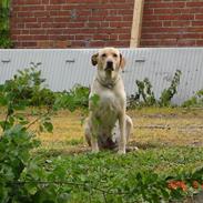 Labrador retriever Trunte
