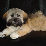 Lhasa apso Sasha