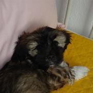 Lhasa apso Sasha