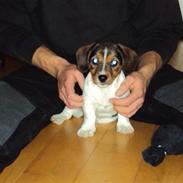 Blanding af racer Salli