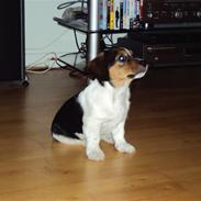 Blanding af racer Salli