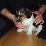 Blanding af racer Salli