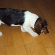 Blanding af racer Salli