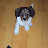 Blanding af racer Salli