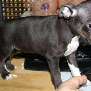 Staffordshire bull terrier Angel