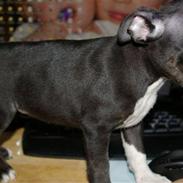 Staffordshire bull terrier Angel