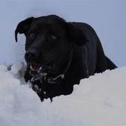 Labrador retriever Flossy