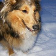 Shetland sheepdog Kiwi