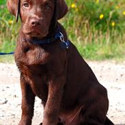 Labrador retriever Balou