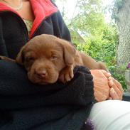 Labrador retriever Balou