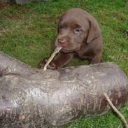 Labrador retriever Balou