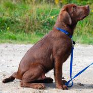 Labrador retriever Balou