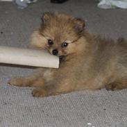 Pomeranian Tilde