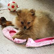 Pomeranian Tilde