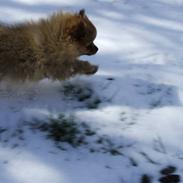 Pomeranian Tilde