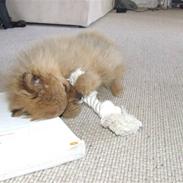 Pomeranian Tilde