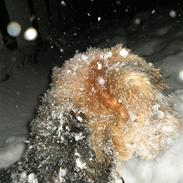 Welsh terrier mausi van nerzyhoyc-molly