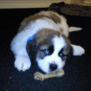 Sankt bernhardshund oswald