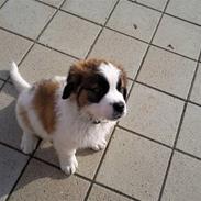 Sankt bernhardshund oswald