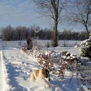 Sankt bernhardshund oswald