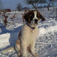 Sankt bernhardshund oswald