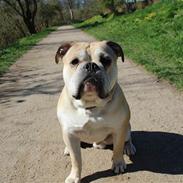 Olde english bulldogge Buffy's Junior