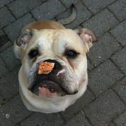 Olde english bulldogge Buffy's Junior