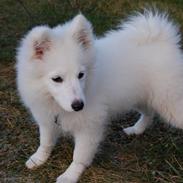 Blanding af racer Laika