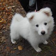 Blanding af racer Laika