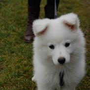 Blanding af racer Laika