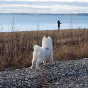 Blanding af racer Laika