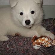 Blanding af racer Laika