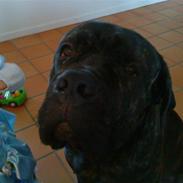 Cane corso Tøffe