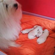 Coton de tulear COTON JANUM MILLE