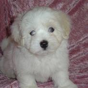 Coton de tulear COTON JANUM MILLE