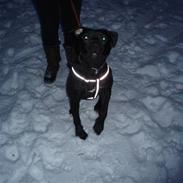 Amerikansk staffordshire terrier Bartok