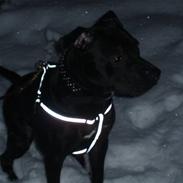 Amerikansk staffordshire terrier Bartok